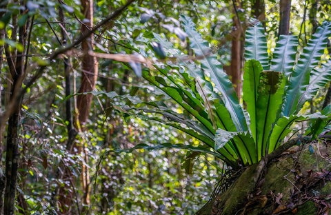 Great North Walk - Palm Grove Nature Reserve - Accommodation Resorts 0