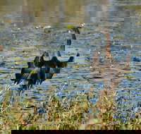 Lake Apex Park - Accommodation Resorts