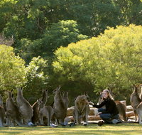 Lone Pine Koala Sanctuary - Accommodation Resorts