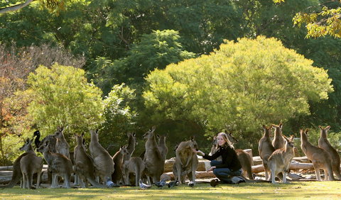 Lone Pine Koala Sanctuary - Accommodation Resorts 0