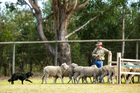 Lone Pine Koala Sanctuary - Accommodation Resorts 2