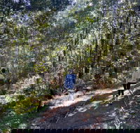 Lyrebird Circuit Walk - Accommodation Resorts
