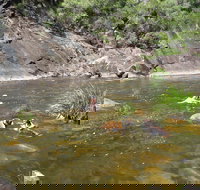 Mount Boss State Forest - Accommodation Resorts