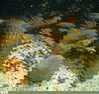 Platypus Pool - Accommodation Resorts