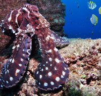 Smith Rock Dive Site - Accommodation Resorts