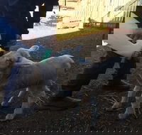 Taralga Wildlife Park - Accommodation Resorts