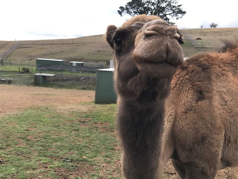 Taralga Wildlife Park - Accommodation Resorts 1