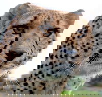 Tasmania Zoo - Accommodation Resorts