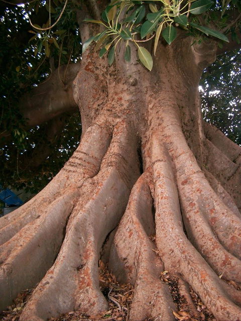 The Big Fig Tree - Accommodation Resorts 0