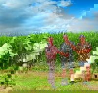 The Shed Gallery - Accommodation Resorts