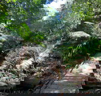 Wirrawilla Rainforest Walk - Accommodation Resorts