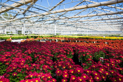 Adare - Accommodation Resorts 1