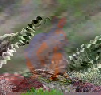 Arkaroola Wilderness Sanctuary - Accommodation Resorts