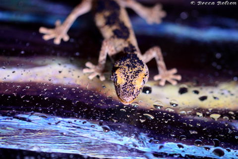 Discover Deadly - Accommodation Resorts 2