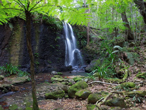 Gold Coast Hinterland Great Walk - Accommodation Resorts 1