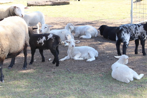 Haigslea EWE Nique Hobby Farm - Accommodation Resorts 1