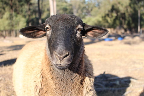 Haigslea EWE Nique Hobby Farm - Accommodation Resorts 2