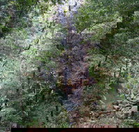 Kondalilla Falls Circuit Kondalilla National Park - Accommodation Resorts