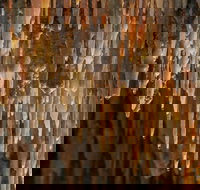 Mulwaree Cave - Accommodation Resorts