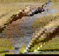 Narawntapu National Park - Accommodation Resorts