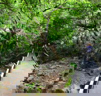 Rainforest Loop Walk Budderoo National Park - Accommodation Resorts