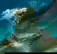 Reef HQ Aquarium - Accommodation Resorts