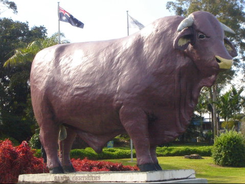 Rockhampton Bull Statues - Accommodation Resorts 1