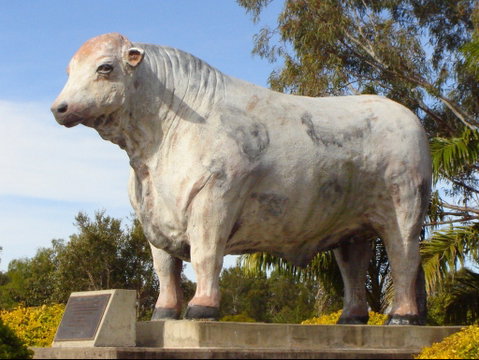 Rockhampton Bull Statues - Accommodation Resorts 2
