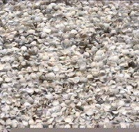 Shell Beach - Accommodation Resorts