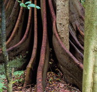 Wingham Brush Nature Reserve - Accommodation Resorts