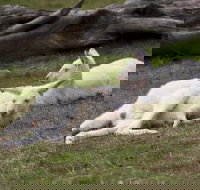 Yarra Valley Nocturnal Zoo - Accommodation Resorts