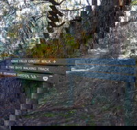 Arthurs Seat to Kings Falls Walk - Accommodation Resorts