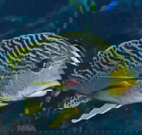 Beaver Reef Dive Site - Accommodation Resorts