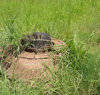 Brocks Creek Chinatown and Temple Site - Accommodation Resorts