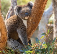 Cleland Wildlife Park - Accommodation Resorts