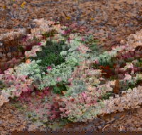 Coorow Wreath Flowers - Accommodation Resorts