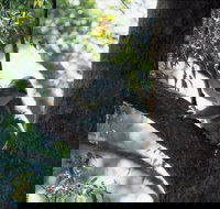 Daisy Hill - Accommodation Resorts