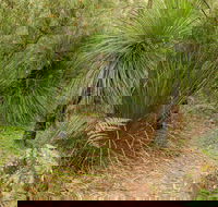 Grass Tree Circuit - Accommodation Resorts