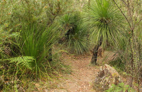 Grass Tree Circuit - Accommodation Resorts 0