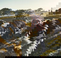 Hinterland Full Day Self Drive Tour - Accommodation Resorts