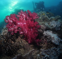 Luncheon Bay Dive Site - Accommodation Resorts