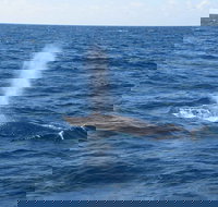 Minyama - Accommodation Resorts