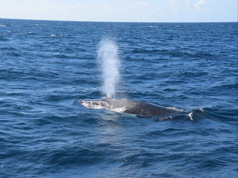 Minyama - Accommodation Resorts 0