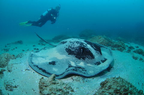 Nine Mile Reef Dive Site - Accommodation Resorts 1