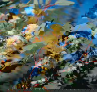 Norseman - Accommodation Resorts