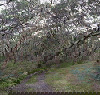 Pink Line and Loop Trail - Mountain Biking - Accommodation Resorts