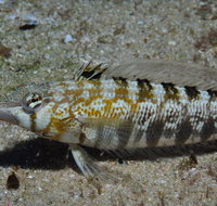 Shelving Beach Dive Site - Accommodation Resorts