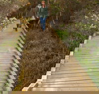 Balcombe Creek Estuary Boardwalk - Accommodation Resorts