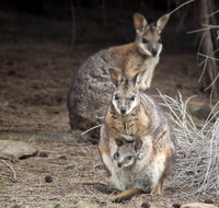 Bald Hill Walk - Cape Gantheaume Conservation Park - Accommodation Resorts