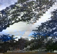 Bilston's Tree - Accommodation Resorts